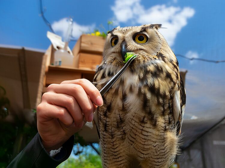 北京國際小學學校招生